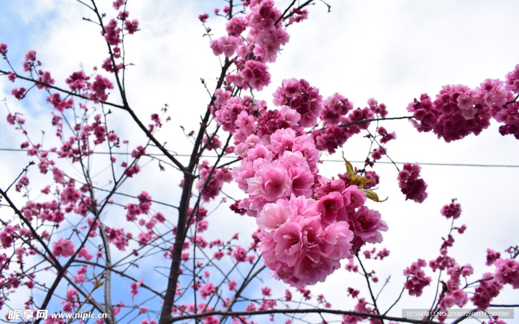 梅花