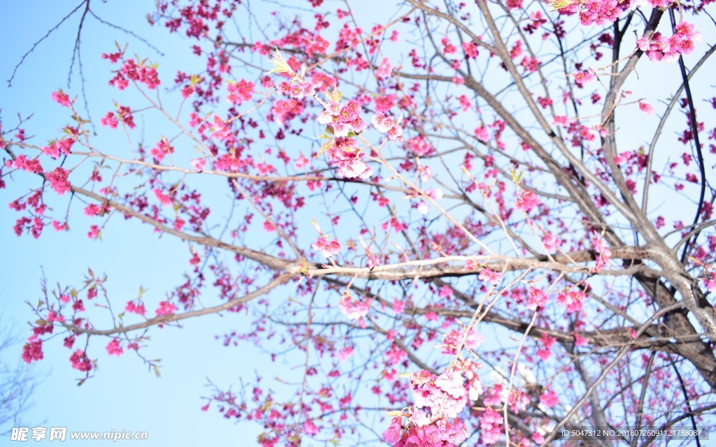 梅花