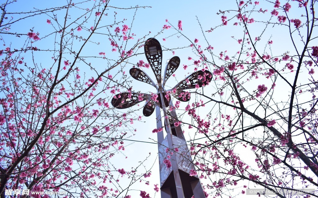 梅花