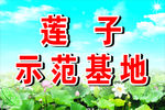 莲子示范基地