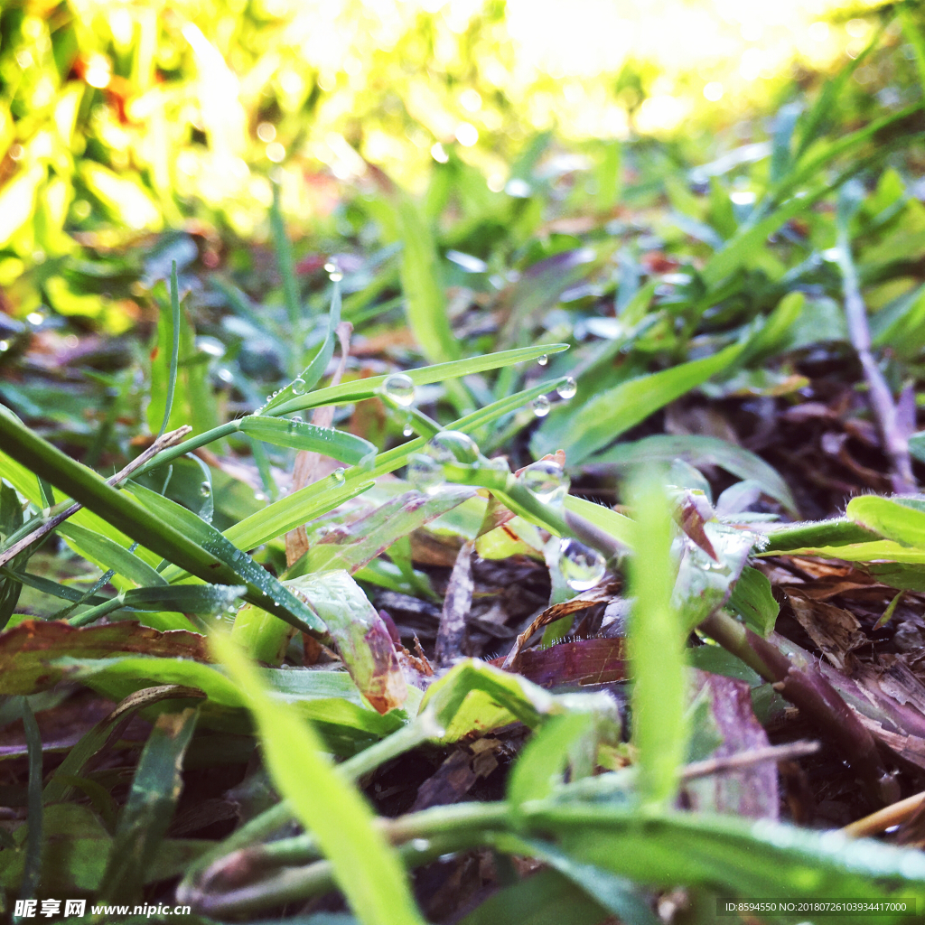 晨露草地花草