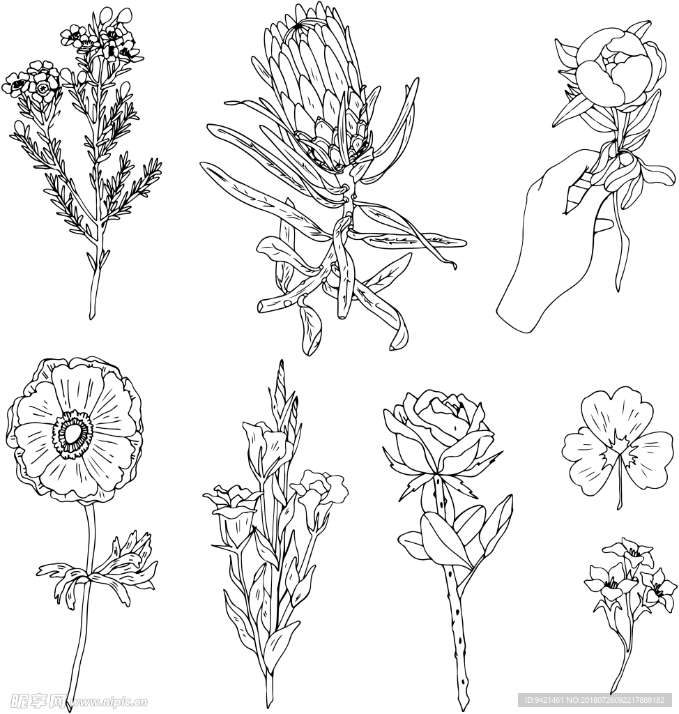 白描花卉