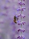 蜜蜂