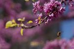 蜜蜂