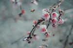 蜜蜂
