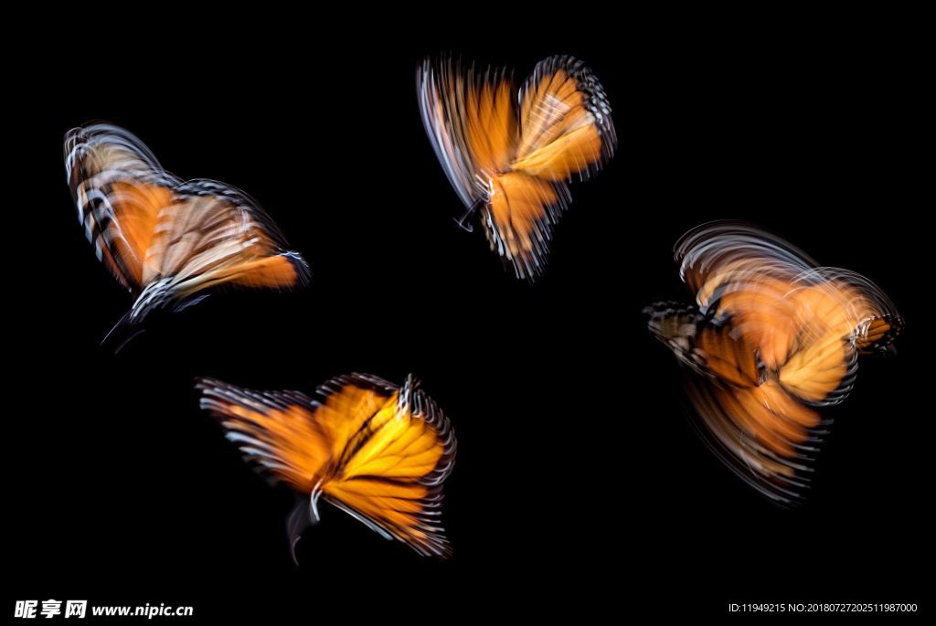 彩色的蝴蝶  飞虫摄影
