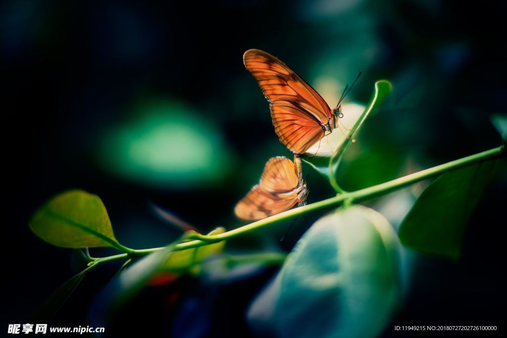 彩色的蝴蝶  飞虫摄影