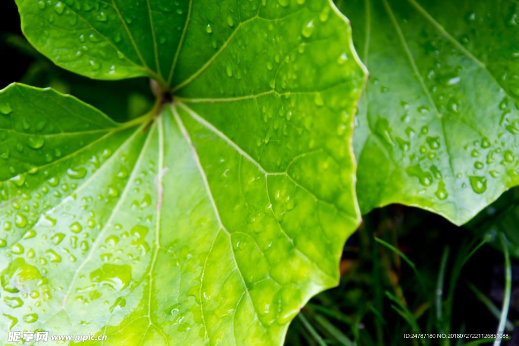 植物树叶绿叶露珠叶脉