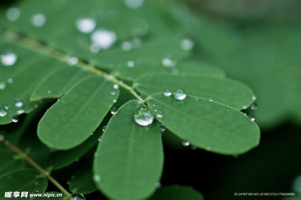 水滴的竹叶植物树叶绿叶