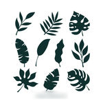 矢量热带植物