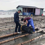 霞浦海参老翁养殖基地