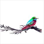 鸟图片