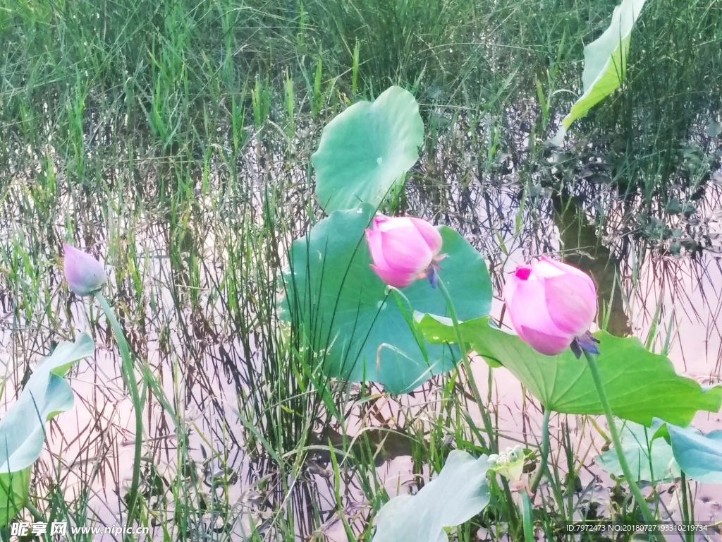 荷花
