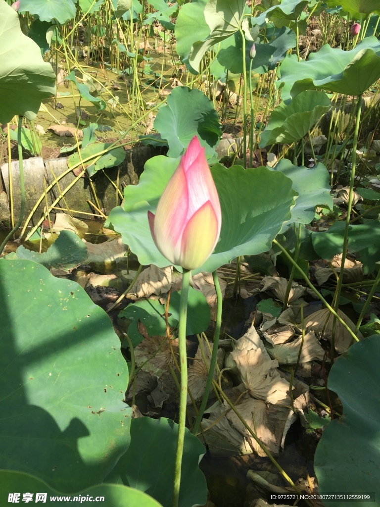 荷花池近景拍摄