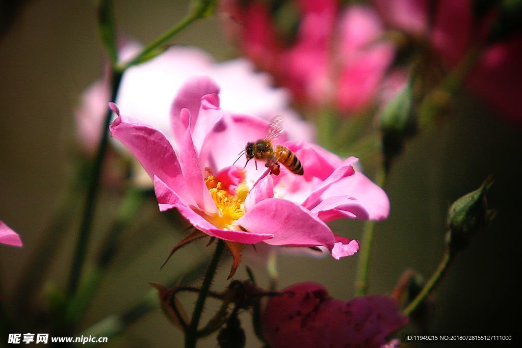 玫瑰花摄影     玫瑰花苞