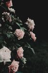 玫瑰花摄影     玫瑰花苞