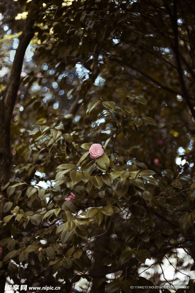 玫瑰花摄影     玫瑰花苞