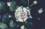 玫瑰花摄影     玫瑰花苞