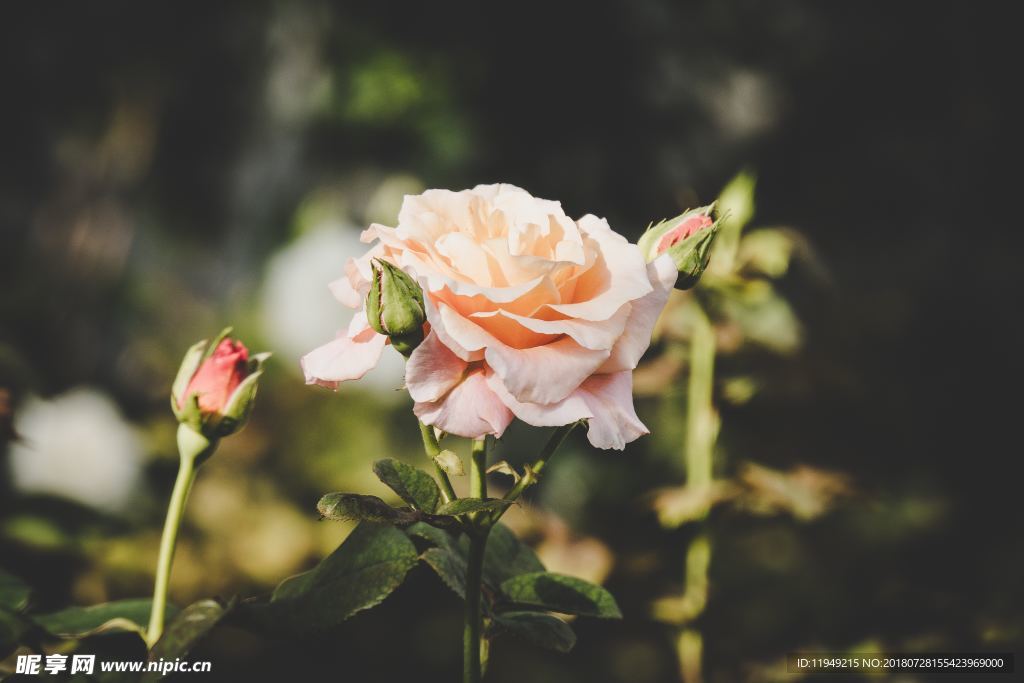 玫瑰花摄影     玫瑰花苞