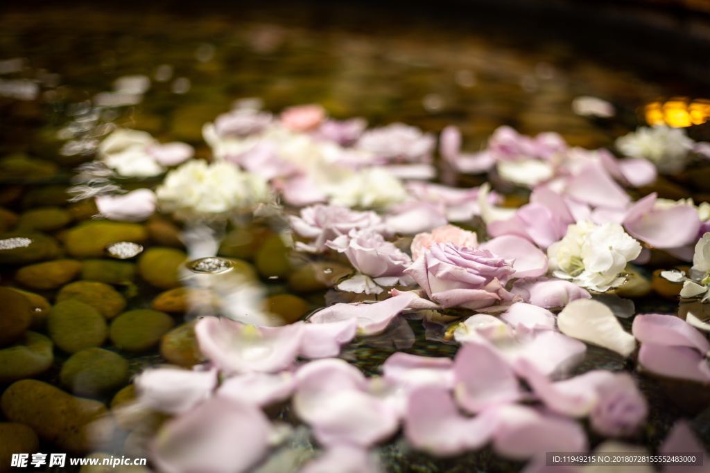 玫瑰花摄影     玫瑰花苞