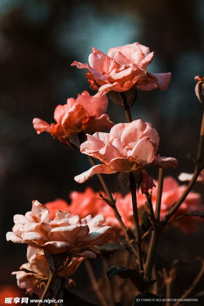 玫瑰花摄影     玫瑰花苞