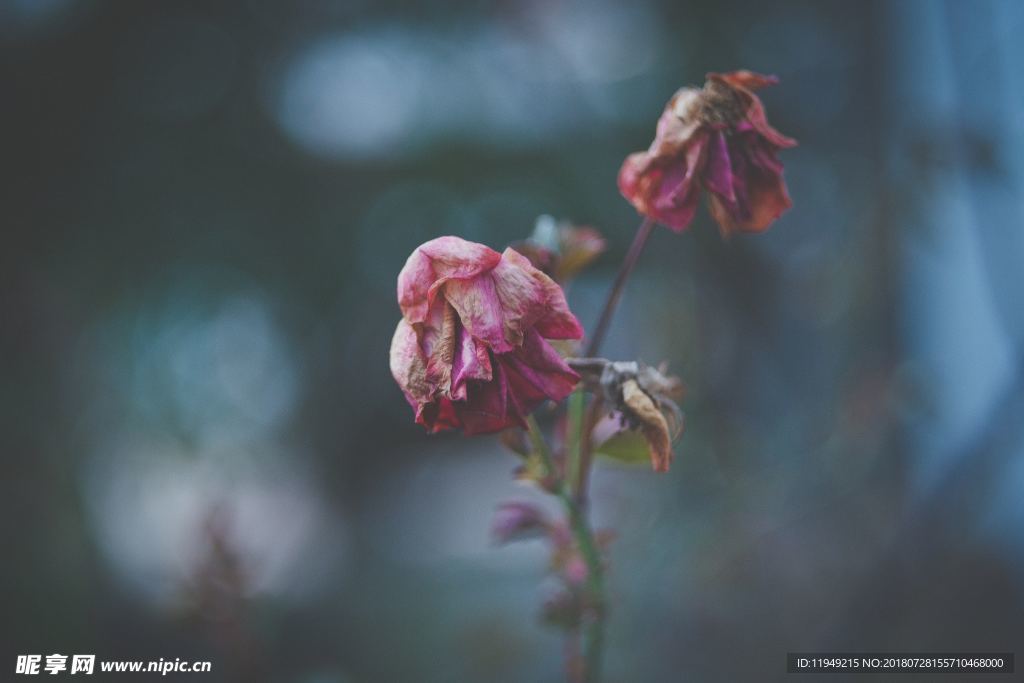 玫瑰花摄影     玫瑰花苞