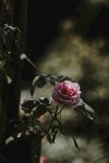 玫瑰花摄影     玫瑰花苞