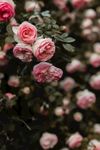 玫瑰花摄影     玫瑰花苞