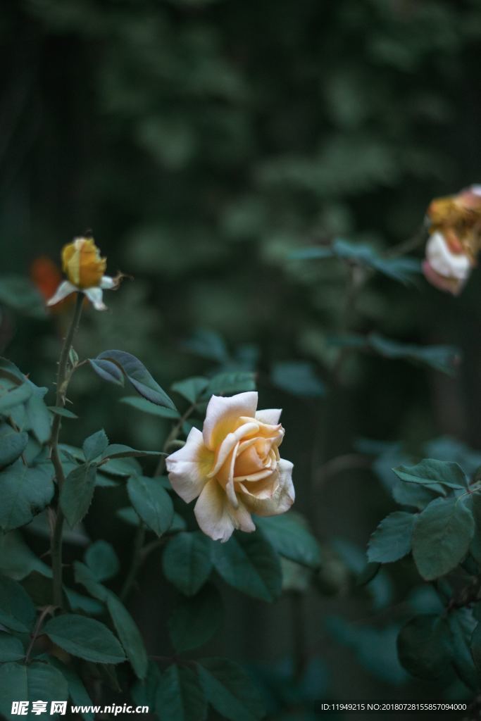 玫瑰花摄影     玫瑰花苞