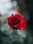玫瑰花摄影     玫瑰花苞