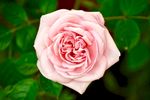 玫瑰花摄影     玫瑰花苞