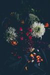玫瑰花摄影    玫瑰花苞