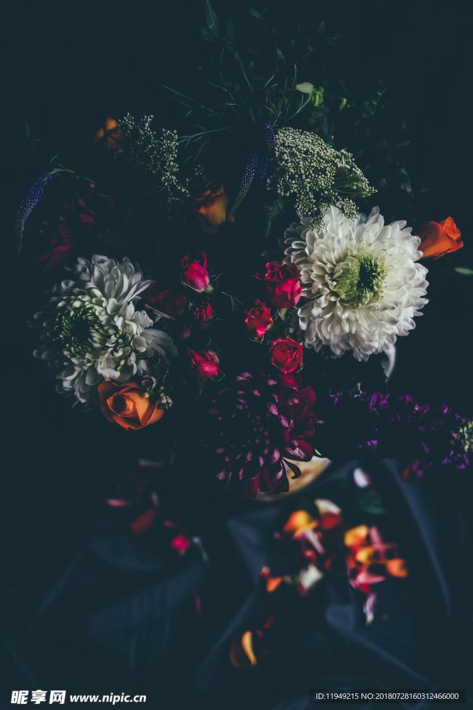 玫瑰花摄影    玫瑰花苞