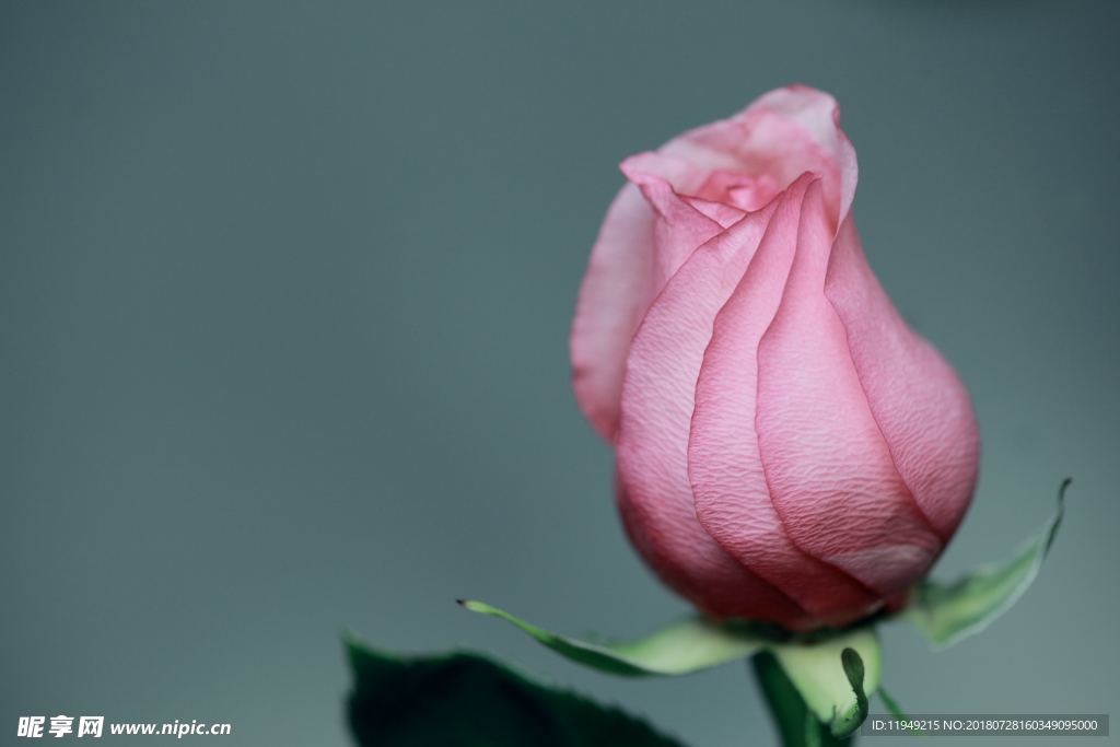 玫瑰花摄影    玫瑰花苞