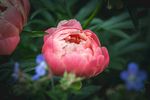 玫瑰花摄影    玫瑰花苞