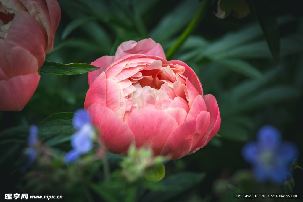 玫瑰花摄影    玫瑰花苞