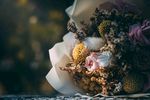 玫瑰花摄影    玫瑰花苞