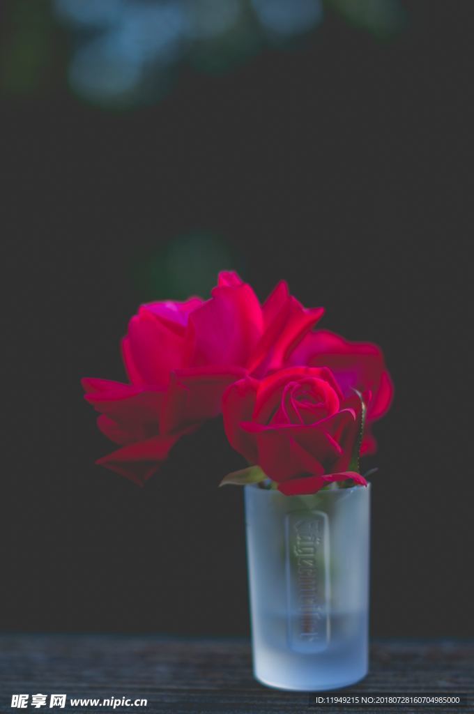 玫瑰花摄影    玫瑰花苞