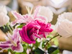 玫瑰花摄影    玫瑰花苞