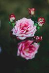 玫瑰花摄影    玫瑰花苞