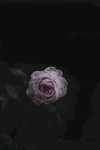 玫瑰花摄影    玫瑰花苞