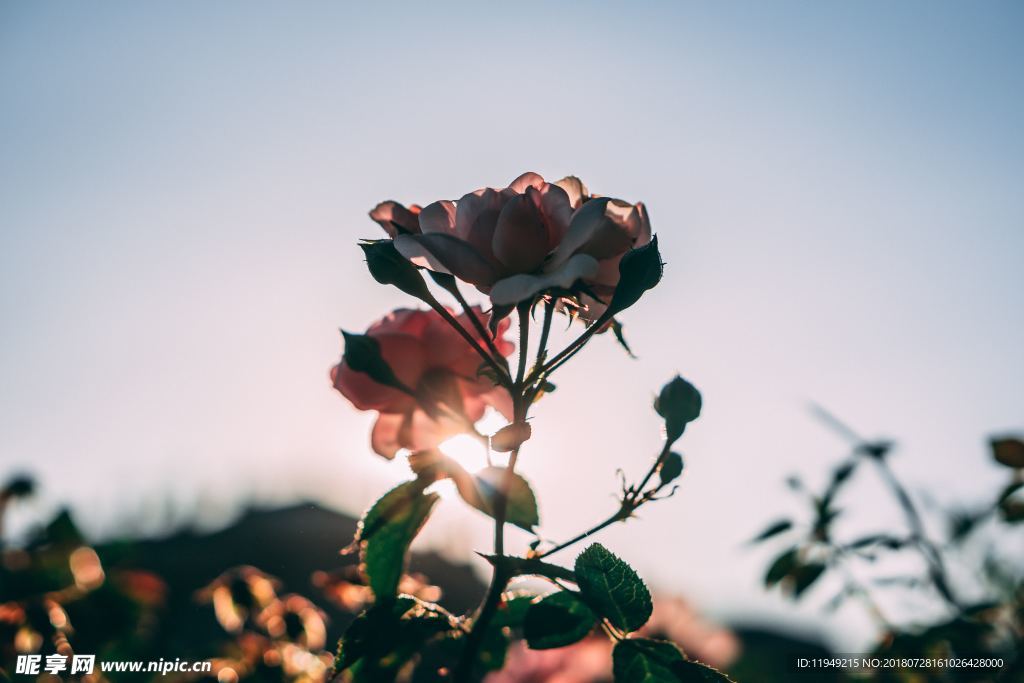 玫瑰花摄影    玫瑰花苞