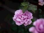 玫瑰花摄影    玫瑰花苞