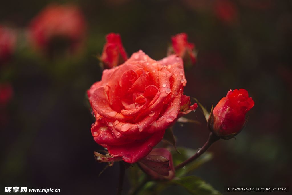 玫瑰花摄影    玫瑰花苞