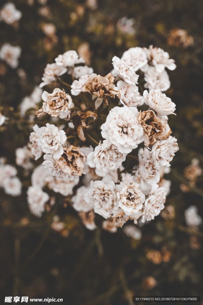 玫瑰花摄影    玫瑰花苞