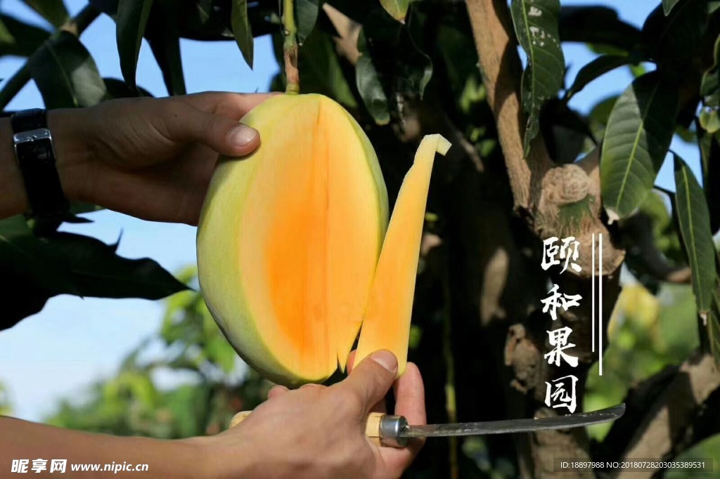 芒果
