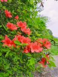 杜鹃花