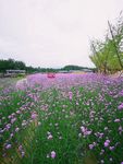花海