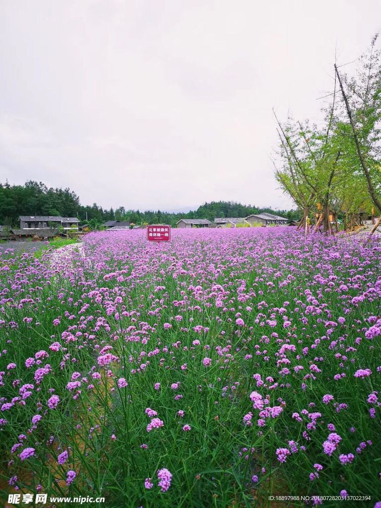 花海