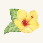 花纹